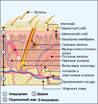 Базальная мембрана