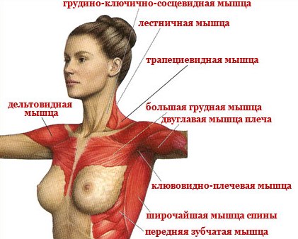 мышцы женской груди