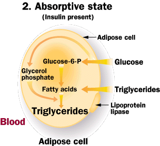 Рис. 2. Хранение жира в жировой клетке и преобразование глюкозы и аминокислот в жиры