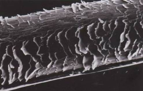 Поврежденный волос под микроскопом