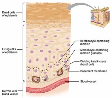 Два основных структурных слоя кожи – это дерма и эпидермис (рисунок 1).