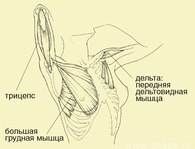 мышцы груди у женщин