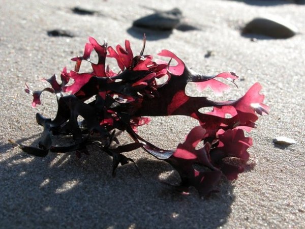 красные водоросли крондус криспус