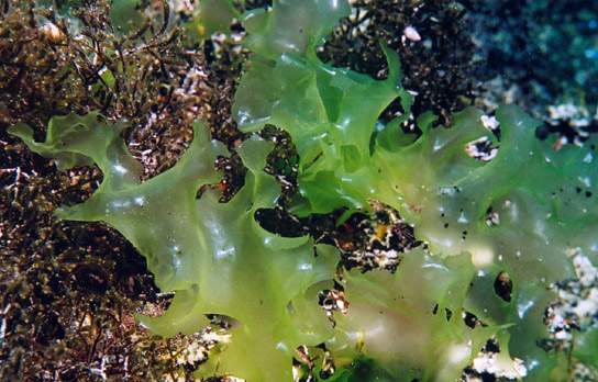 зеленые водоросли морской салат ульва